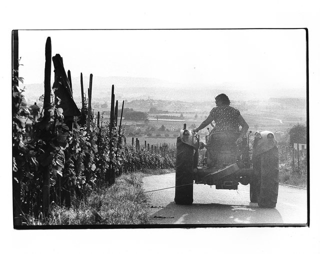 Vignoble, Weinfelden
