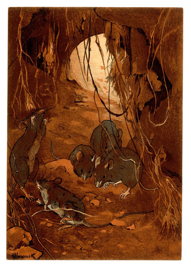 Le bacille du typhus des souris, Carte Mono