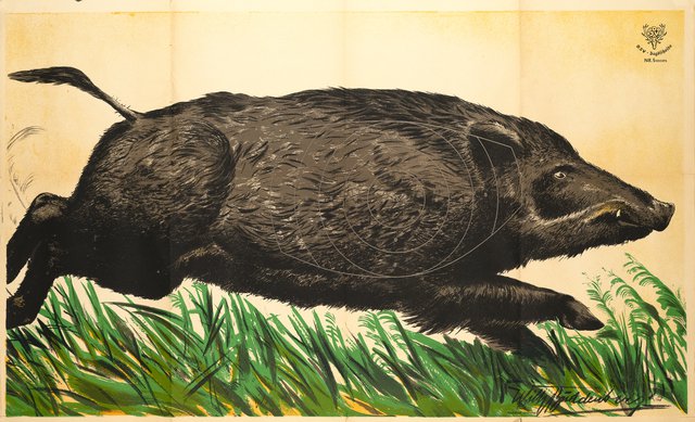 Sanglier, Cible de chasse