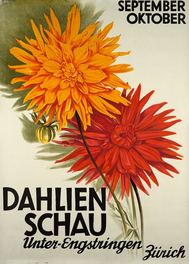 Dahlien Schau